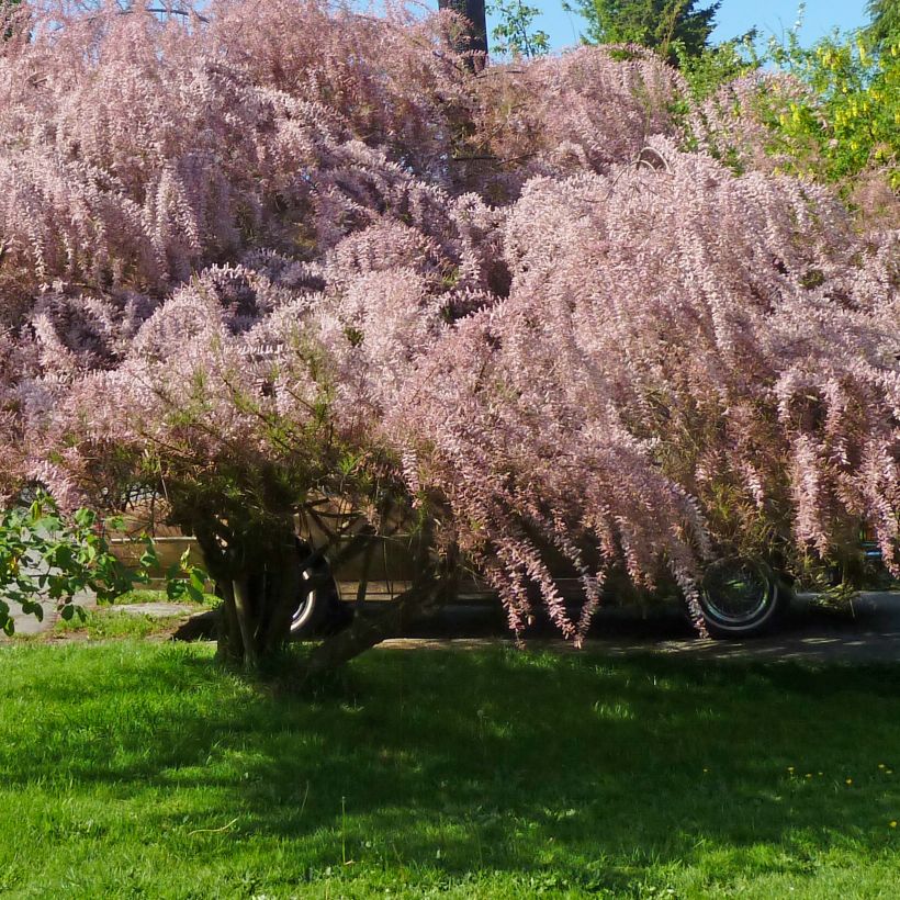 Tamarix tetrandra - Viermännige Tamariske (Plant habit)