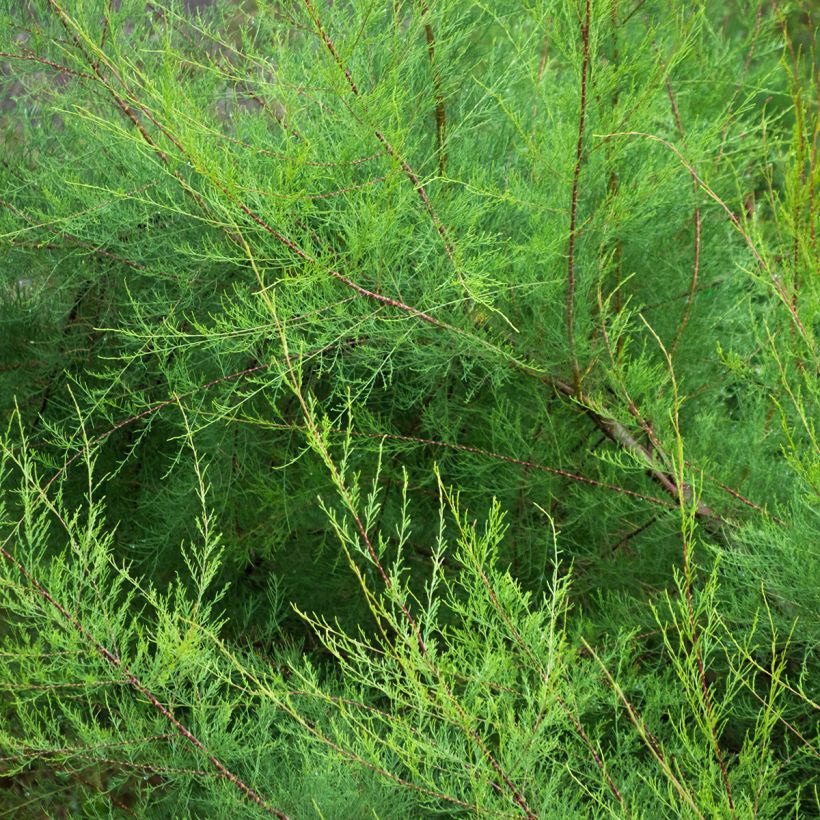 Tamarix gallica - Französische Tamariske (Foliage)