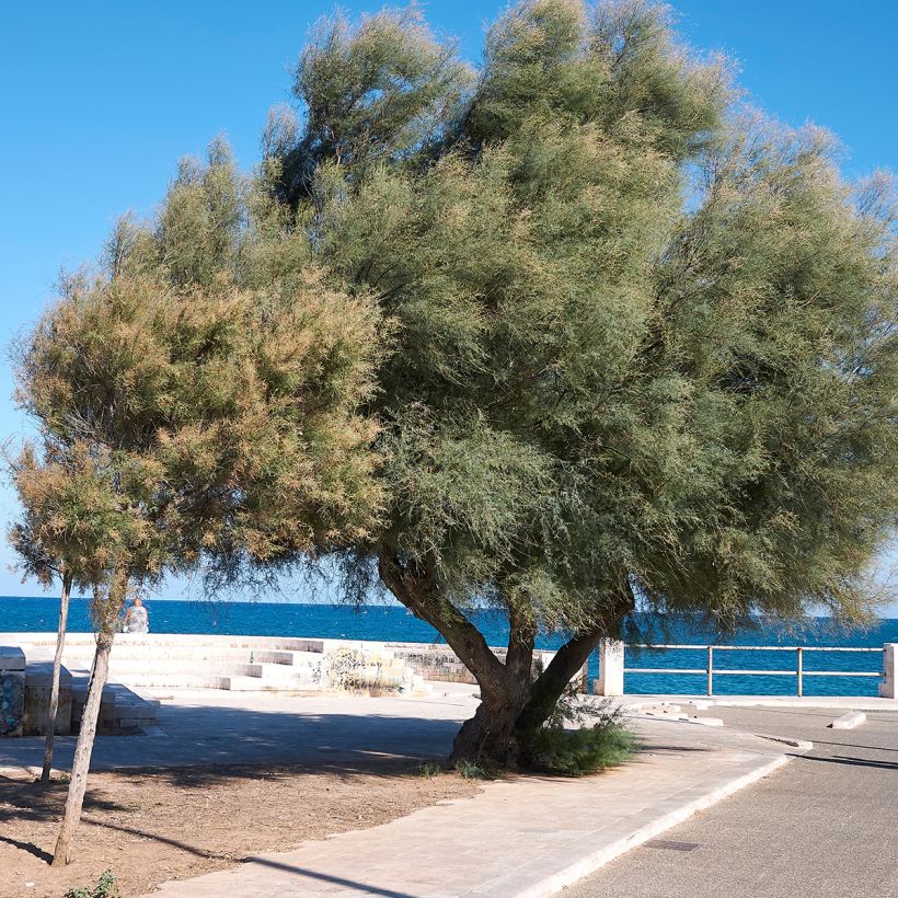 Tamarix gallica - Französische Tamariske (Plant habit)