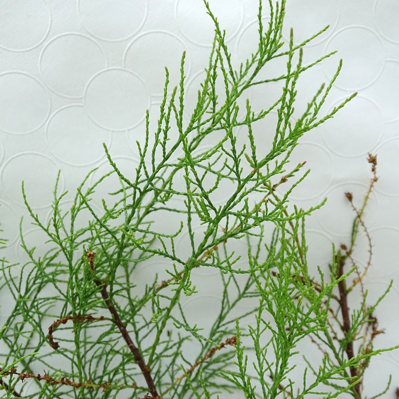 Tamarix parviflora - Kleinblütige Tamariske (Foliage)