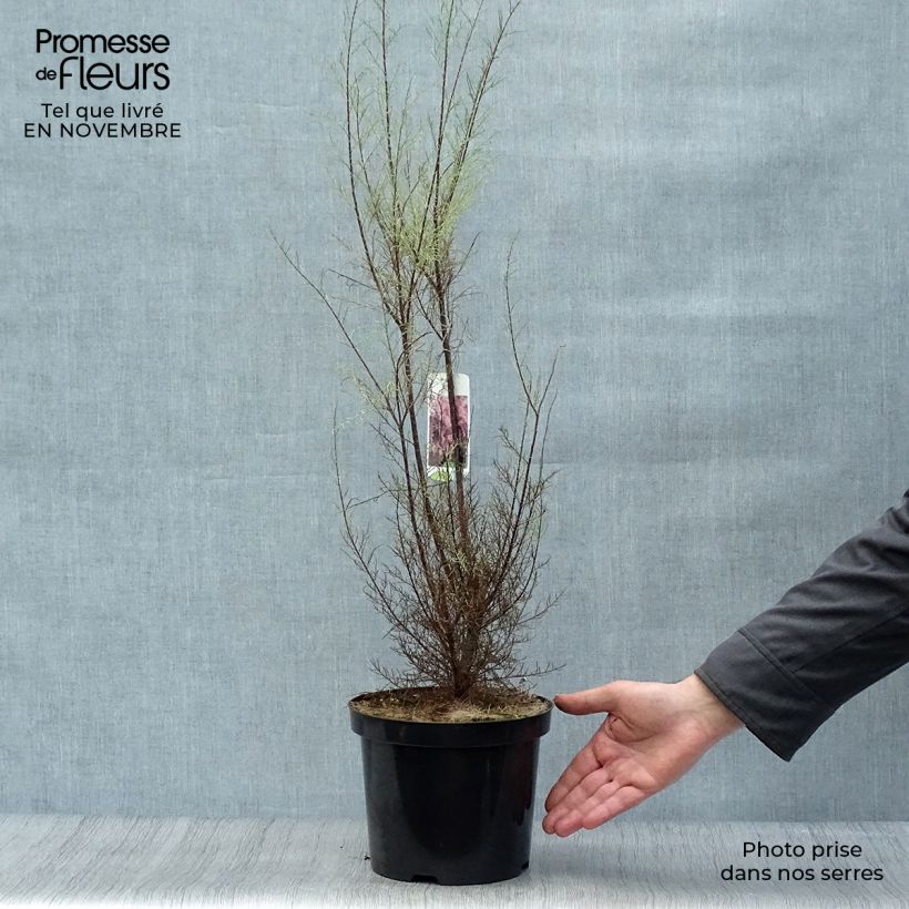 Example of Tamarix parviflora - Kleinblütige Tamariske Topf mit 3L/4L as you get in automne