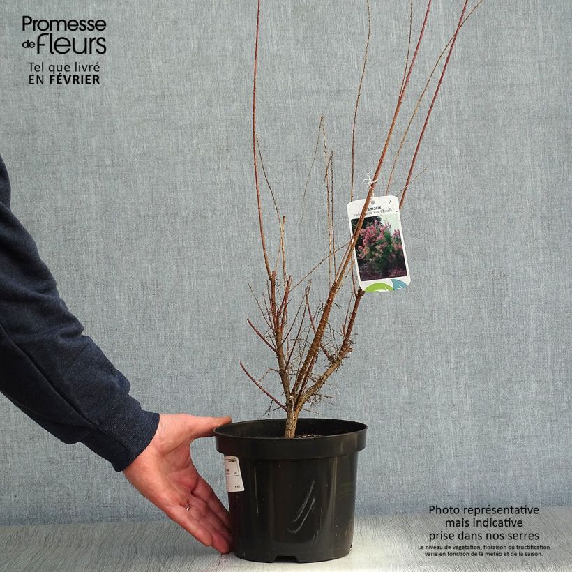 Exemplar von Tamarix ramosissima Pink Cascade - Sommertamariske Topf mit 2L/3L wie im Winter geliefert