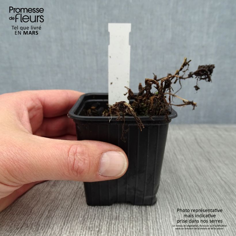 Exemplar von Tanacetum haradjanii Little Frosty - Silberblatt-Margerite Kleine Töpfe von 8/9 cm wie im Winter geliefert