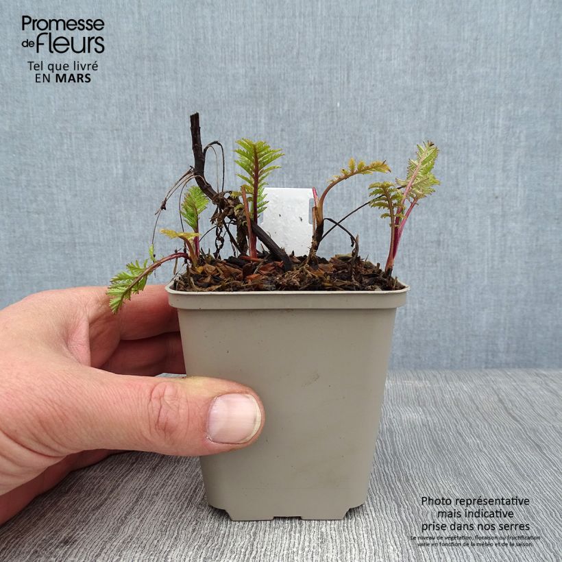 Exemplar von Rainfarn Isla Gold - Tanacetum vulgare Kleine Töpfe von 8/9 cm wie im Winter geliefert