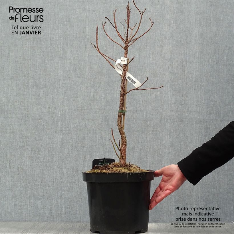 Exemplar von Taxodium distichum Pevé Minaret - Sumpfzypresse Topf mit 6L/7L wie im Winter geliefert