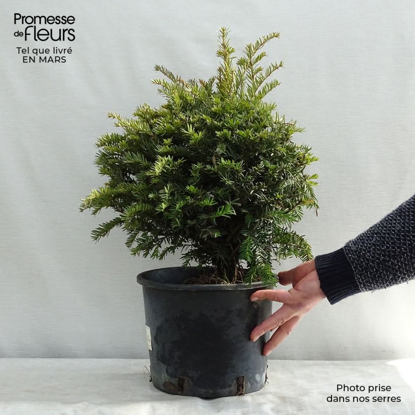 Exemplar von Eibe - Taxus baccata Topf mit 4L/5L wie im Winter geliefert
