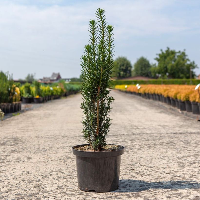 Säuleneibe Black Tower - Taxus baccata fastigiata (Plant habit)