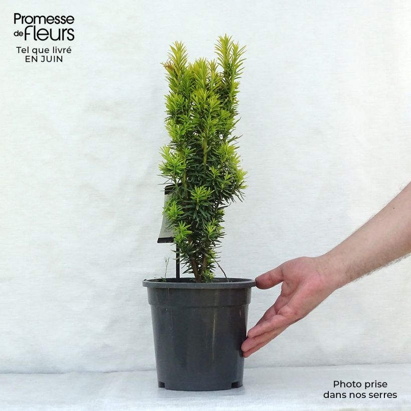 Exemplar von Eibe David - Taxus baccata Topf mit 2L/3L wie im Sommer geliefert