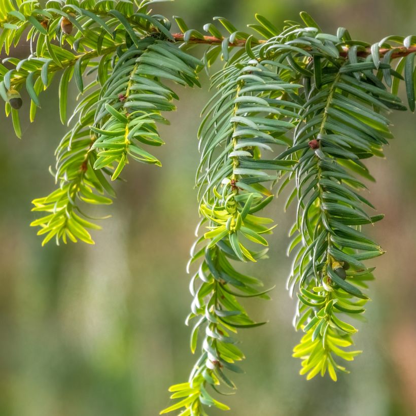 Eibe Dovastoniana - Taxus baccata (Laub)