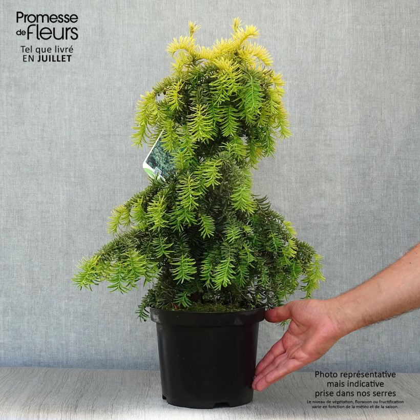 Example of Eibe Dovastonii Aurea - Taxus baccata Topf mit 2L/3L as you get in ete