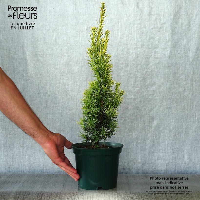 Example of Eibe Fastigiata Aurea - Taxus baccata Topf mit 2L/3L as you get in ete