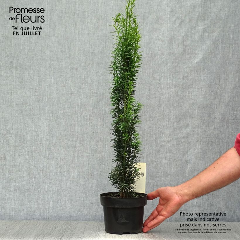 Exemplar von Eibe Fastigiata Robusta - Taxus baccata Topf mit 2L/3L wie im Sommer geliefert