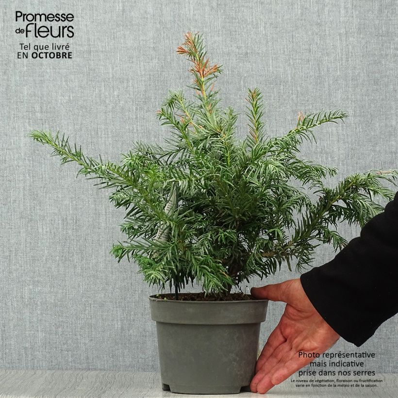 Example of Eibe Repandens - Taxus baccata Topf mit 2L/3L as you get in automne
