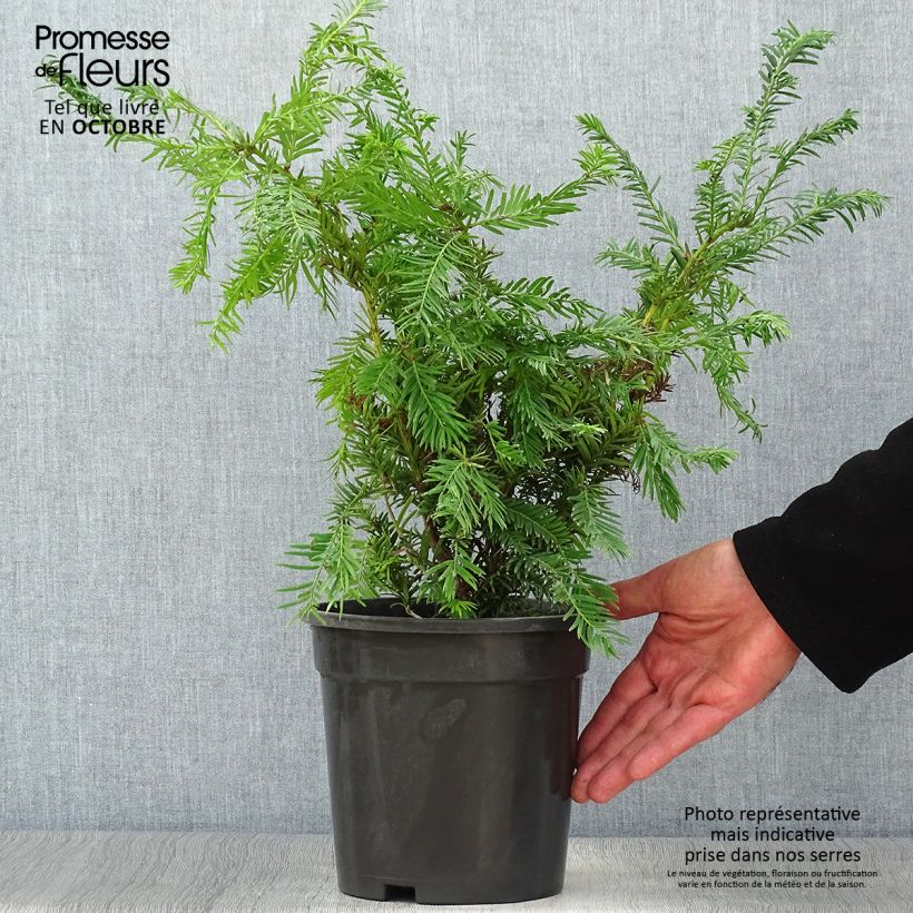 Example of Eibe Semperaurea - Taxus baccata Topf mit 2L/3L as you get in automne