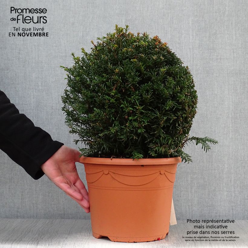 Example of Eibe - Taxus baccata (Kugelform) Topf mit 7,5L/10L as you get in automne