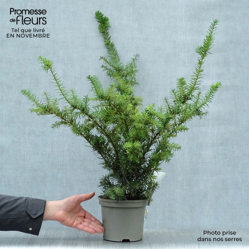 Example of Becher-Eibe Densiformis - Taxus media Topf mit 2L/3L as you get in automne