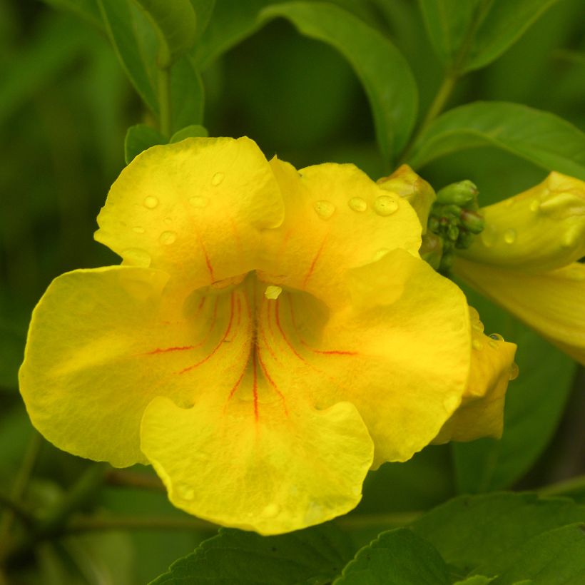 Tecoma stans - Trompetenstrauch (Flowering)