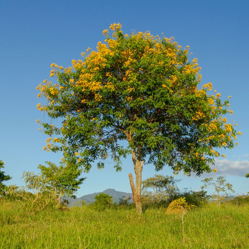Tecoma stans - Trompetenstrauch (Plant habit)