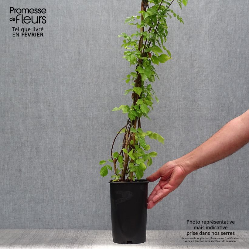 Example of Tecoma capensis - Trompetenstrauch Topf mit 2L/3L as you get in automne