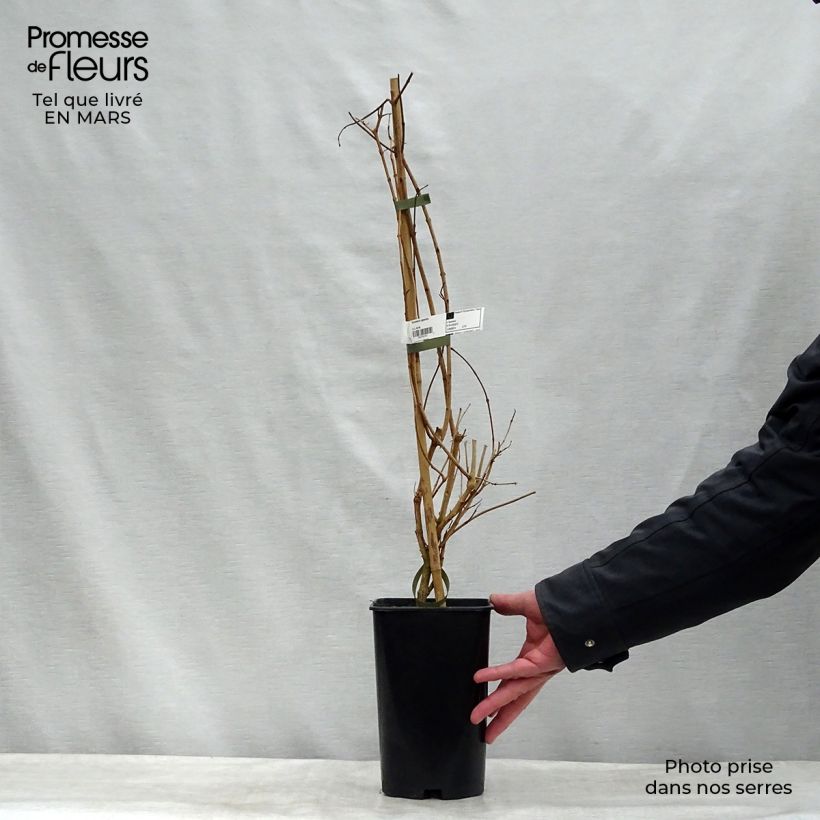 Exemplar von Tecoma capensis - Trompetenstrauch Topf mit 2L/3L wie im Frühjahr geliefert