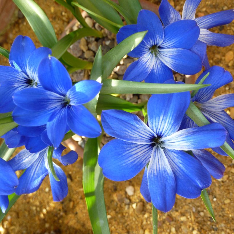 Tecophilaea cyanocrocus - Enziankrokus (Flowering)