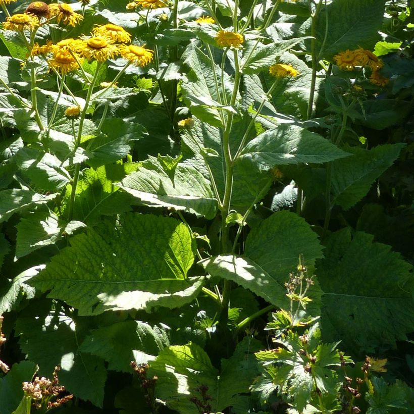 Telekia speciosa - Große Telekie (Foliage)