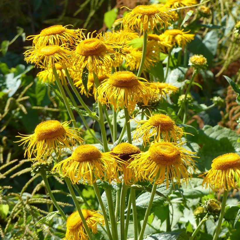 Telekia speciosa - Große Telekie (Flowering)