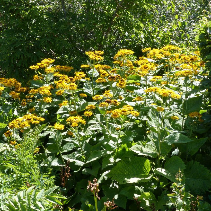 Telekia speciosa - Große Telekie (Plant habit)