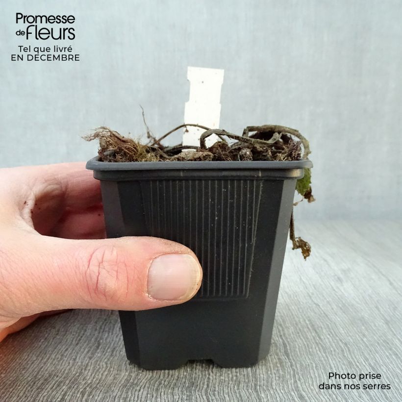 Exemplar von Telekia speciosa - Große Telekie Kleine Töpfe von 8/9 cm wie im Winter geliefert