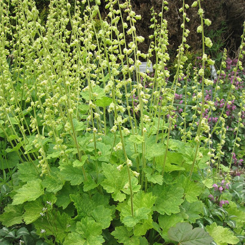 Tellima grandiflora - Falsche Alraunwurzel (Plant habit)