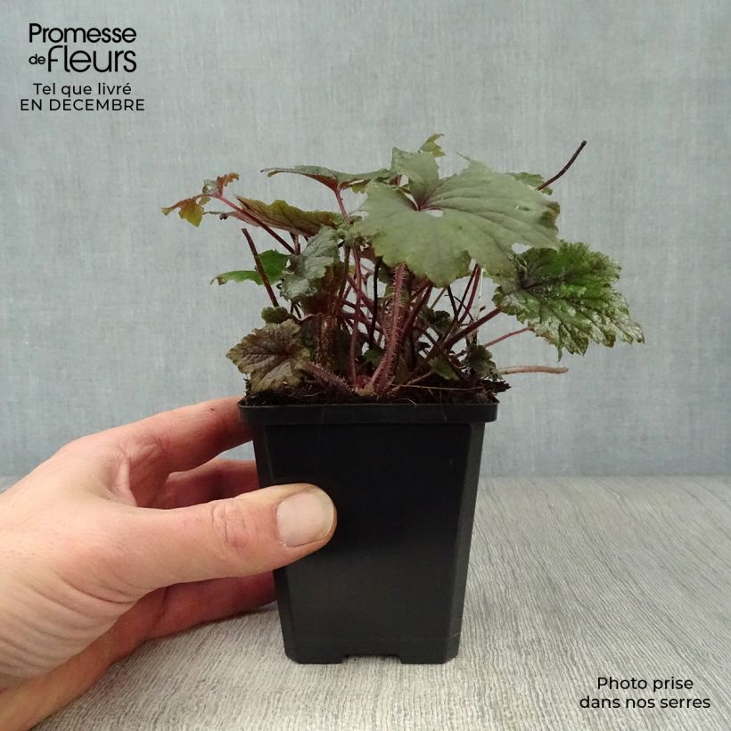 Exemplar von Tellima grandiflora Rubra - Falsche Alraunwurzel Kleine Töpfe von 8/9 cm wie im Winter geliefert