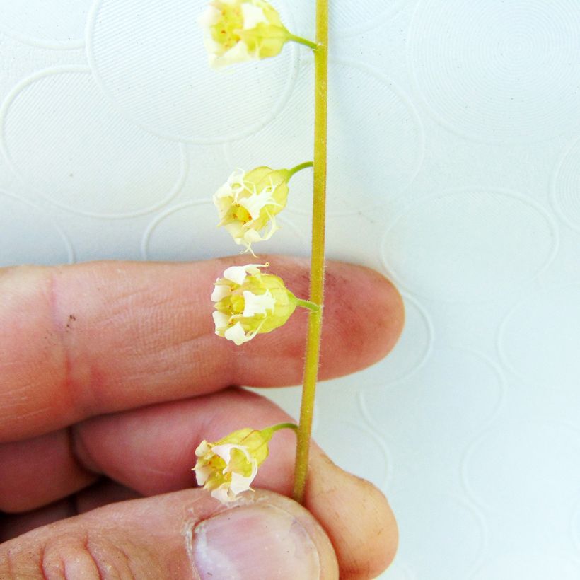 Tellima grandiflora Rubra - Falsche Alraunwurzel (Flowering)