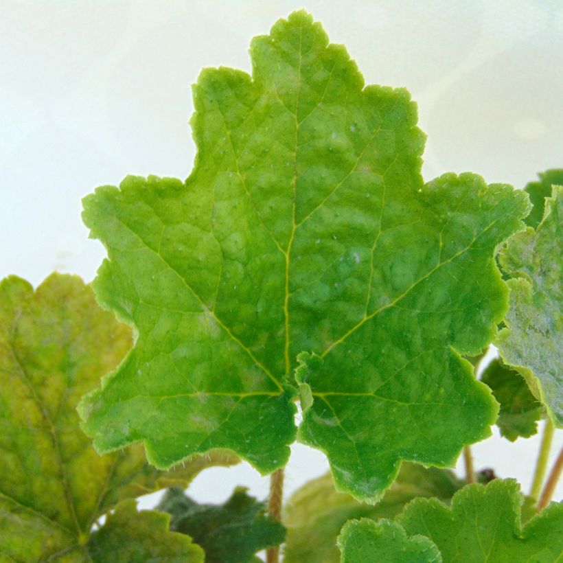 Tellima grandiflora - Falsche Alraunwurzel (Foliage)