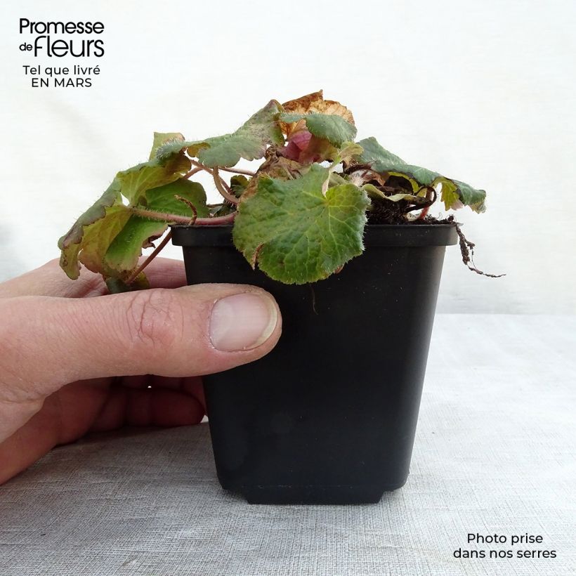 Exemplar von Tellima grandiflora - Falsche Alraunwurzel Kleine Töpfe von 8/9 cm wie im Winter geliefert