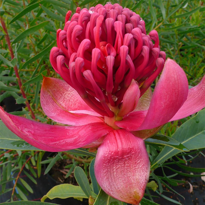 Telopea Emperor's Torch - Telopeie (Flowering)