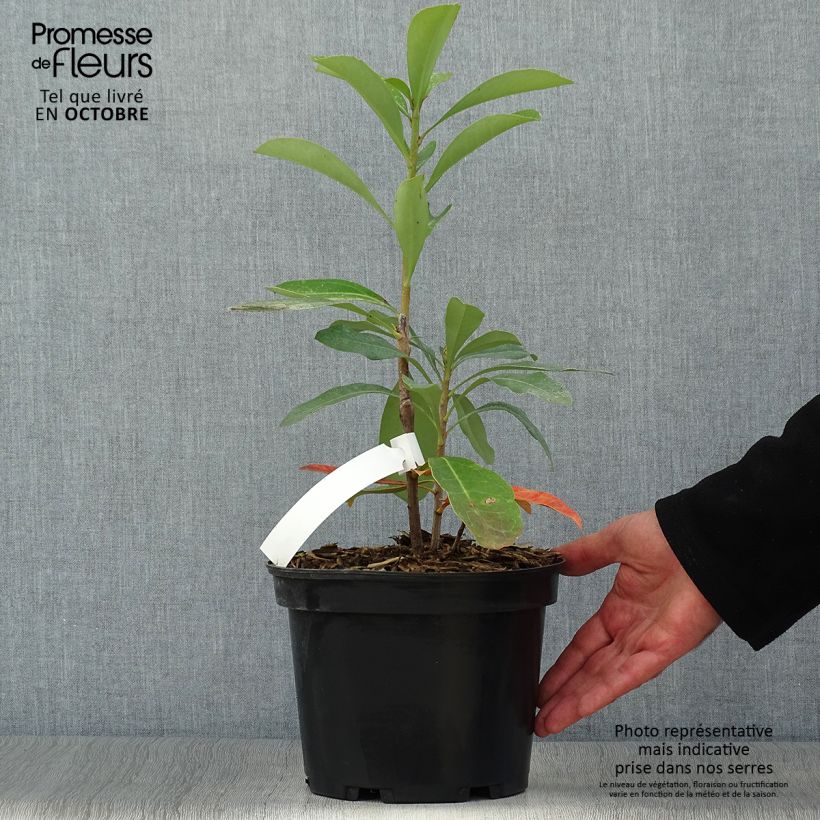 Example of Telopea Emperor's Torch - Telopeie Topf mit 2L/3L as you get in automne