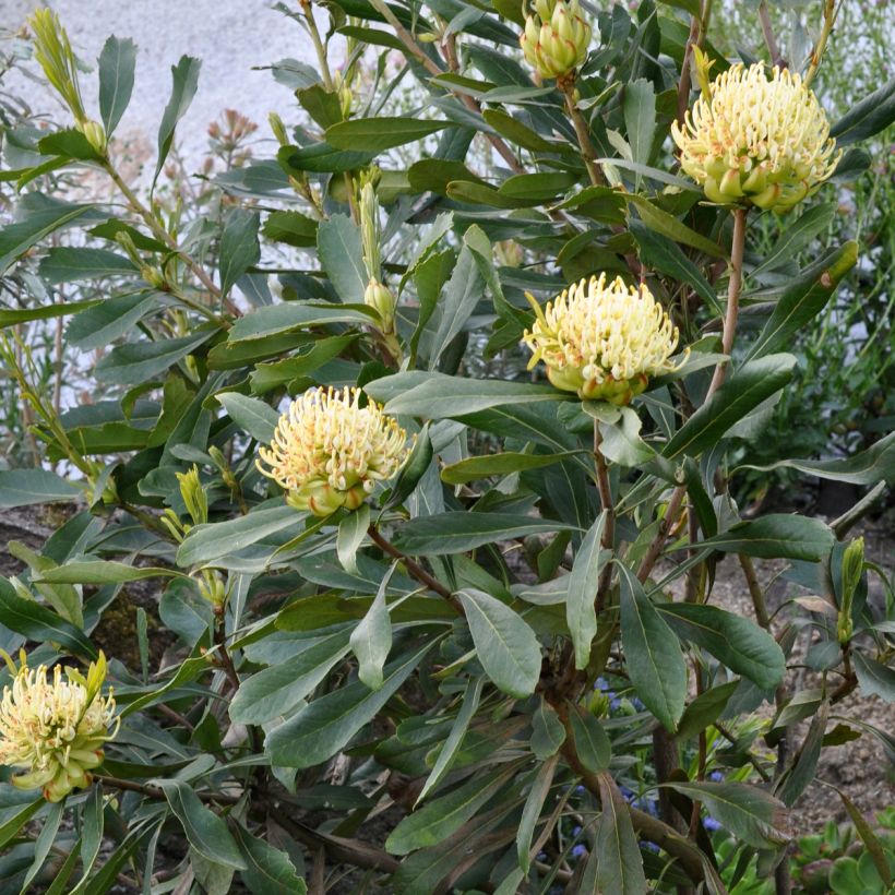 Telopea speciosissima Shady Lady Yellow - Telopeie (Plant habit)