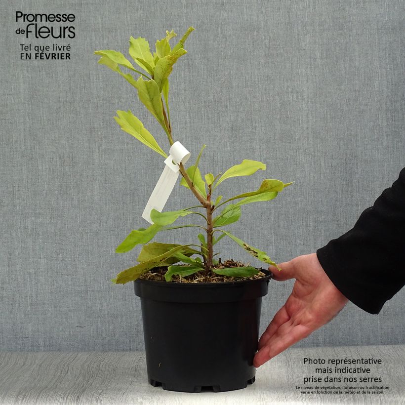 Exemplar von Telopea speciosissima Shady Lady Yellow - Telopeie Topf mit 4L/5L wie im Winter geliefert