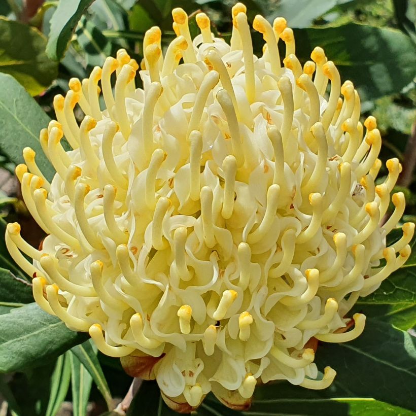 Telopea speciosissima Shady Lady Yellow - Telopeie (Flowering)
