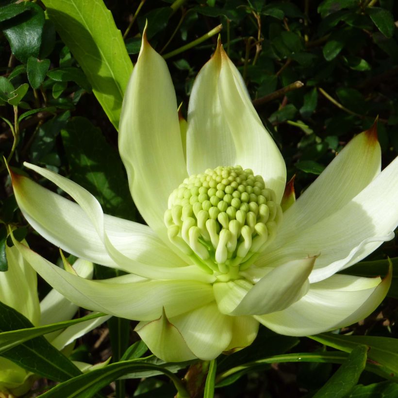 Telopea speciosissima White - Telopeie (Flowering)