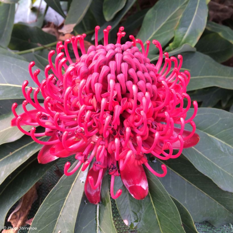 Telopea speciosissima - Telopeie (Flowering)