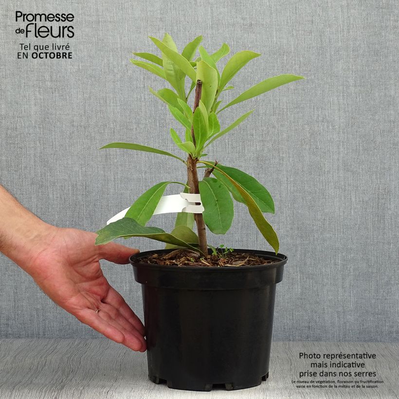 Example of Telopea speciosissima - Telopeie Topf mit 4L/5L as you get in automne