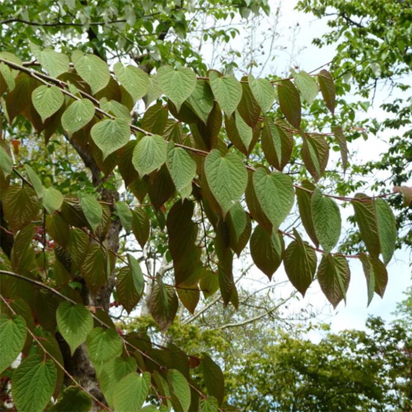 Tetracentron sinense - Vierspornbaum (Foliage)