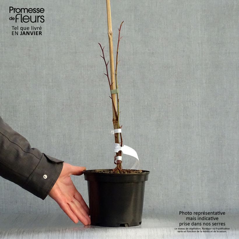 Exemplar von Tetracentron sinense - Vierspornbaum Topf mit 2L/3L wie im Winter geliefert