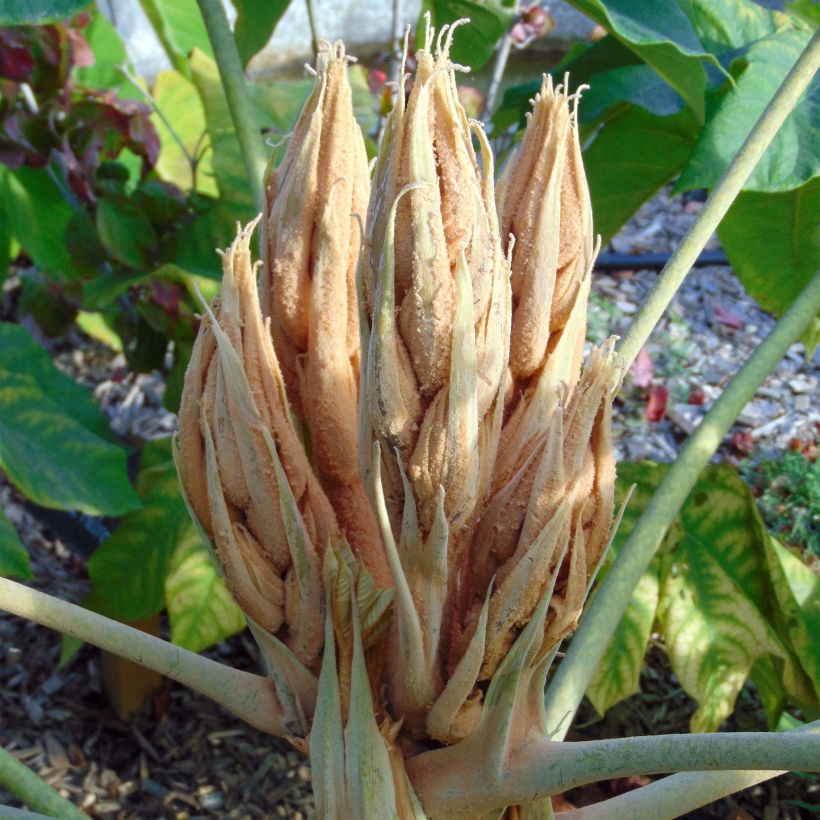 Tetrapanax papyrifera Rex - Reispapierbaum (Flowering)