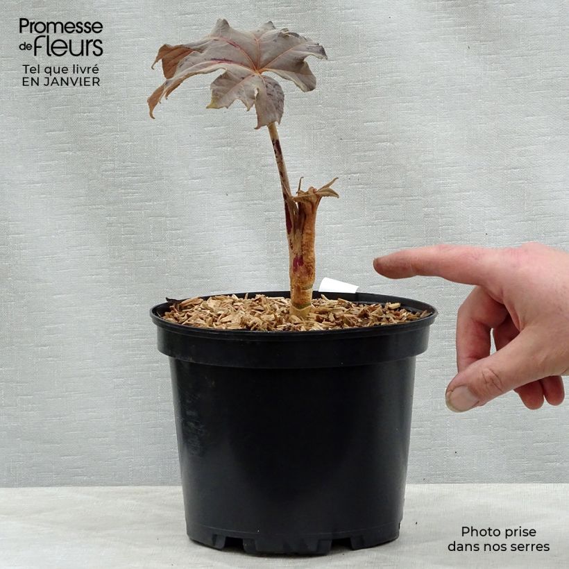 Exemplar von Tetrapanax papyrifera Rex - Reispapierbaum Topf mit 3L/4L wie im Winter geliefert