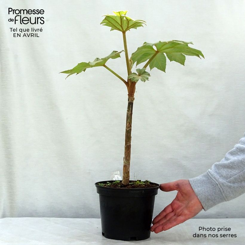 Exemplar von Tetrapanax papyrifera Rex - Reispapierbaum Topf mit 3L/4L wie im Frühjahr geliefert