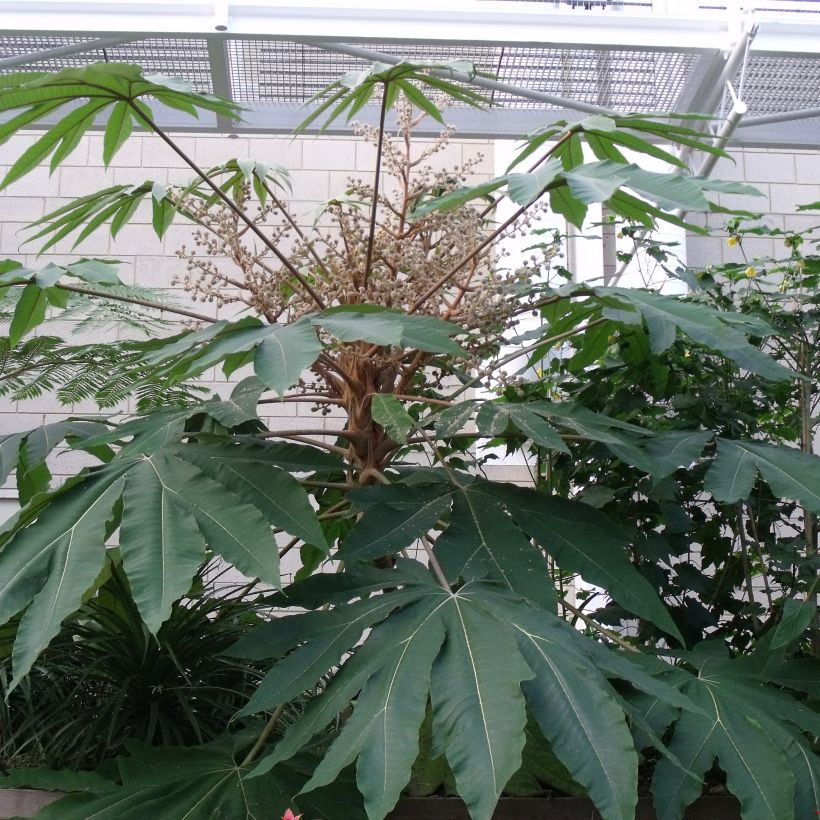 Tetrapanax papyrifera Rex - Reispapierbaum (Foliage)