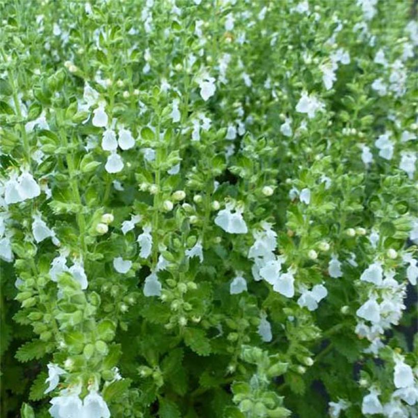 Teucrium chamaedrys Alba - Gemeiner Gamander (Foliage)