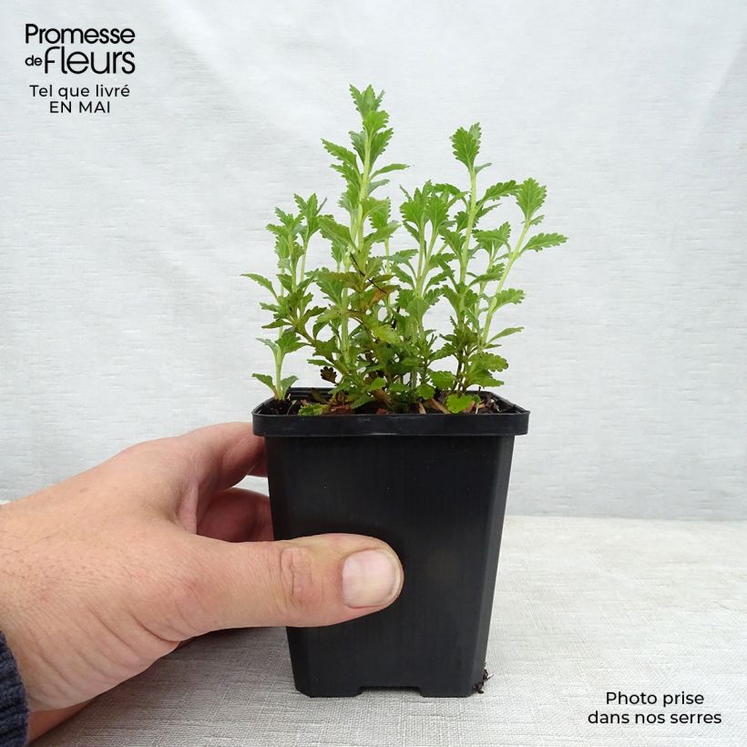 Exemplar von Teucrium chamaedrys Alba - Gemeiner Gamander Kleine Töpfe von 8/9 cm wie im Frühjahr geliefert